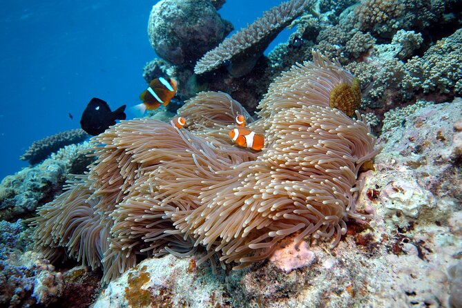 Premium Guided Dive Trip - Outer Great Barrier Reef - Who will get the most from this trip?