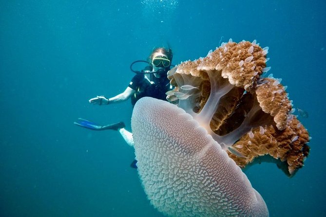 Premium Guided Scuba Diving Day Trip for Certified Divers - Starting at Chalong at 8 a.m.
