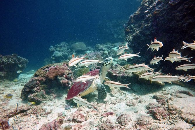 Premium Guided Scuba Diving Day Trip for Certified Divers - A Day Built Around Comfort, Not Speed