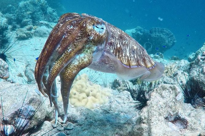 Premium Guided Scuba Diving Day Trip for Certified Divers - Safety and Guide Support