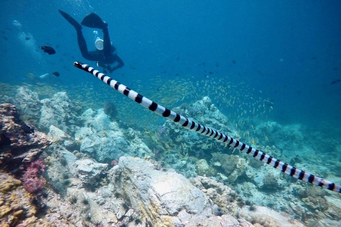 Premium Guided Scuba Diving Day Trip for Certified Divers - Weather, Cancellations, and Practical Planning