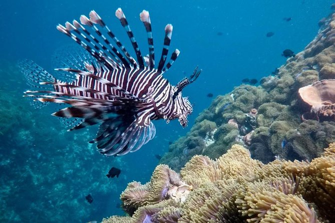 Premium Guided Scuba Diving Day Trip for Certified Divers - Should You Book Aloha Diving?