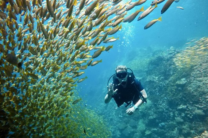 Premium Guided Scuba Diving Day Trip for Certified Divers - Underwater Sites With Coral, Walls, and Wrecks