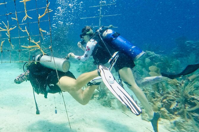 Private 2-Tank Dive with PADI Instructor for Certified Divers - Who will get the most value