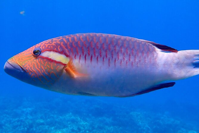 Private and Personalized Scuba Diving Adventures for All Experience Levels - Kahekili Beach Park and the reef search
