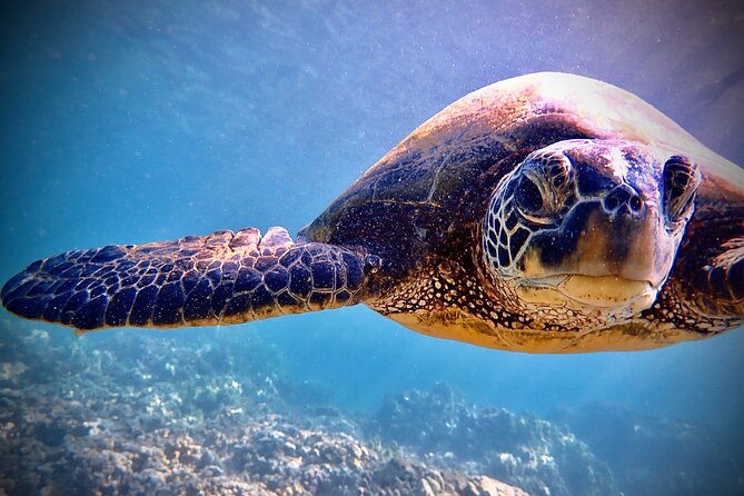 Private and Personalized Scuba Diving Adventures for All Experience Levels - What the $250 price buys