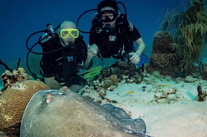 Private Bayahibe 3 Tank Diving with Lunch from Punta Cana - The afternoon session and the long ride home