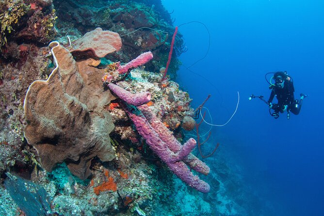 Private Bayahibe 3 Tank Diving with Lunch from Punta Cana - What the $1,300 price really buys