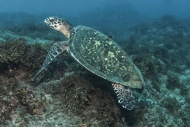 Private Beginner Scuba Diving Experience in Cabo San Lucas - Why private instruction matters underwater