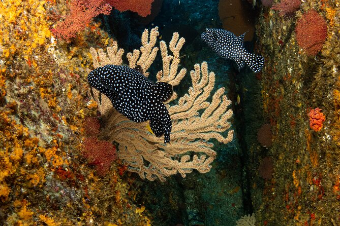 Private Beginner Scuba Diving Experience in Cabo San Lucas - Depth, comfort, and the question of certification