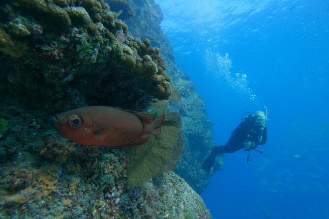 Private Beginner Scuba Diving Experience in Cabo San Lucas - Safety and medical rules you should take seriously