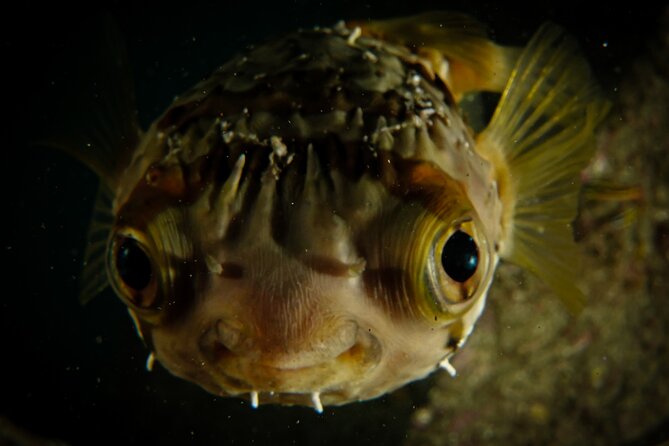 Private Beginner Scuba Diving Experience in Cabo San Lucas - Is $175 a fair price?
