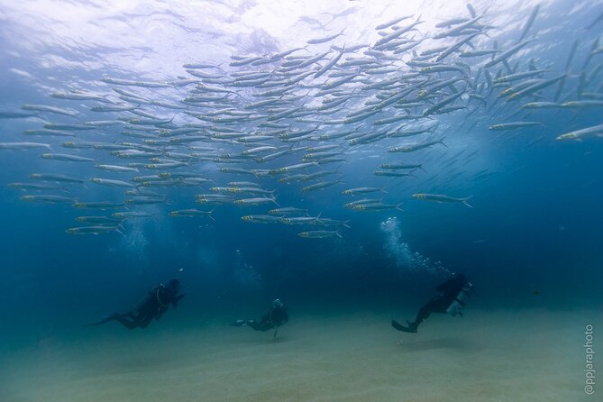 Private Beginner Scuba Diving Experience in Cabo San Lucas - Meeting at Plaza Nautica at 12:30 p.m.