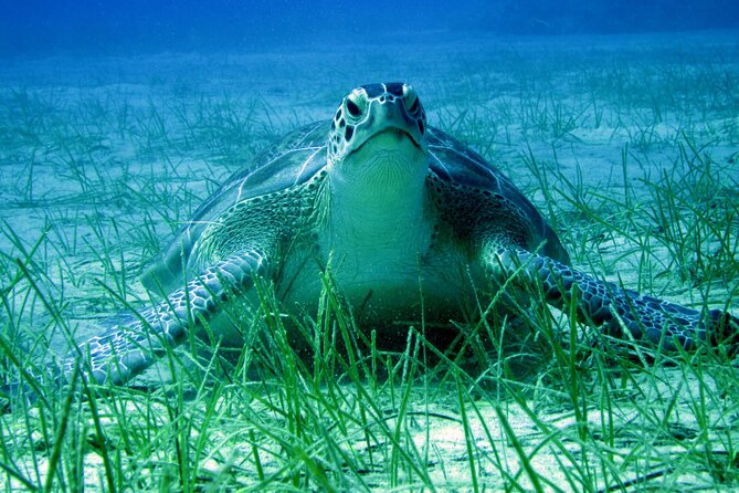 Private Discovery Dive + Photos & Videos - Why the private format matters at Green Bay Beach