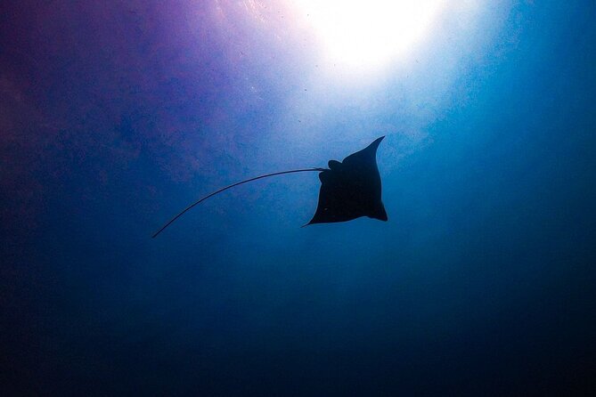 Private Dive at Shipwreck + Beautiful Reef Spot(Certified divers) - Starting at Mangal Hato Pos Chiquito Beach Park