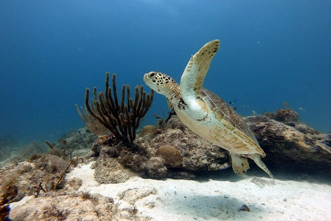 Private Dive at Shipwreck + Beautiful Reef Spot(Certified divers) - A gentle shore entry into Aruba’s reef