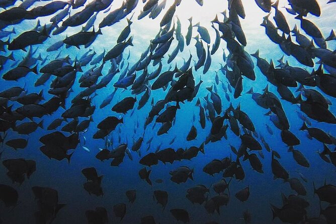 Private Dive at Shipwreck + Beautiful Reef Spot(Certified divers) - A pace built around your comfort
