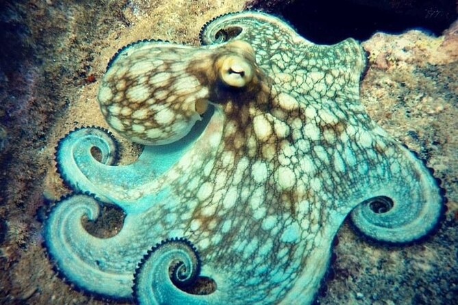 Private Dive at Shipwreck + Beautiful Reef Spot(Certified divers) - Ray’s role and the value of a good guide