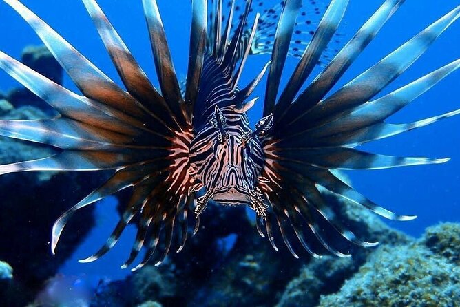 Private Dive at Shipwreck + Beautiful Reef Spot(Certified divers) - What the two-hour schedule really includes