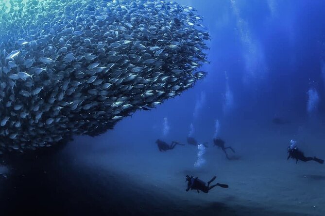 Private Dive Boat for Certified Divers - Cabo San Lucas - Key points to know before you book
