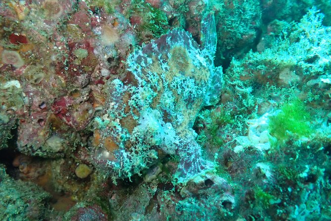 Private Dive Boat for Certified Divers - Cabo San Lucas - The second site and the value of local flexibility