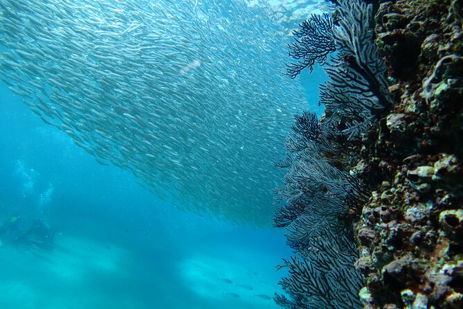 Private Dive Boat for Certified Divers - Cabo San Lucas - Equipment costs and the real price