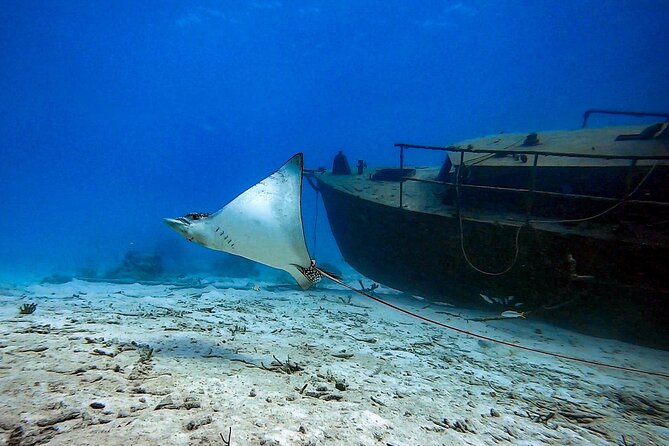 Private Dive + videographer/Photographer (Certified divers only) - Starting at Mangal HatoPos Chiquito Beach Park