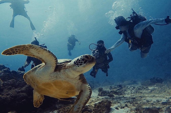 Private Dive + videographer/Photographer (Certified divers only) - The reef, wildlife, and shipwreck possibilities