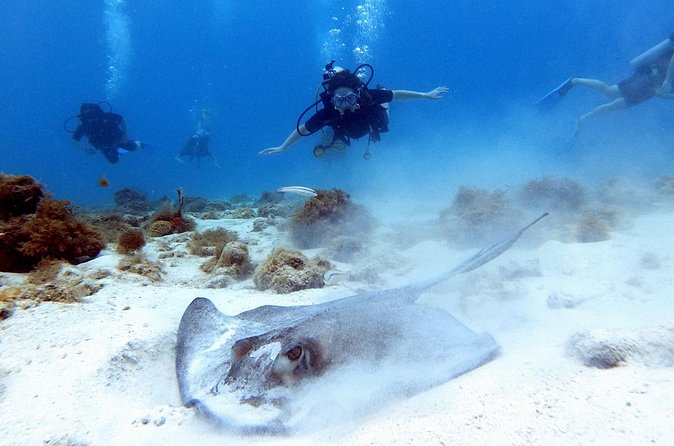 Private Dive + videographer/Photographer (Certified divers only) - What the photography package is really worth