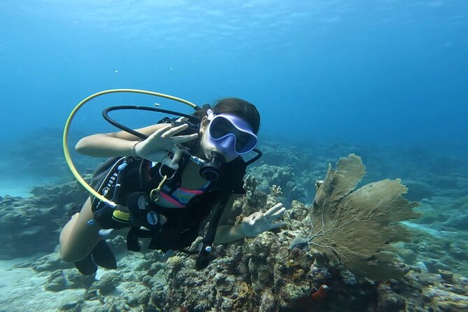 Private Dive + videographer/Photographer (Certified divers only) - Guides, pacing, and personal attention