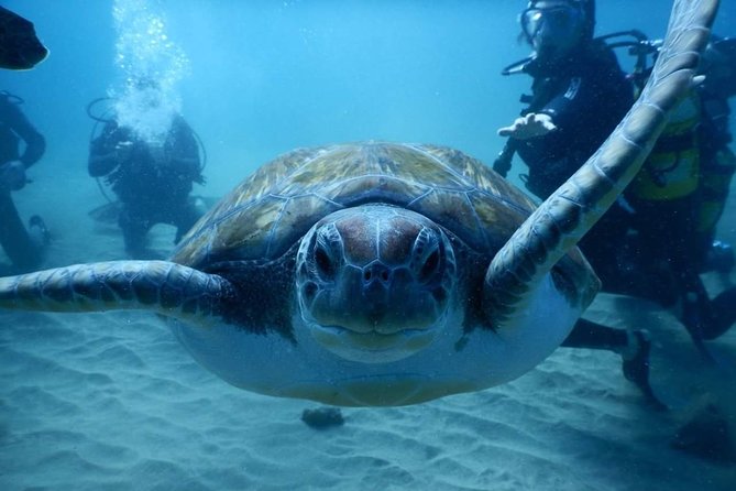 Private Diving at Zenobia Wreck in Larnaka - How the private price compares with the experience