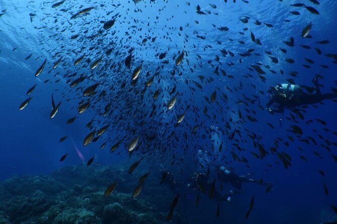 Private diving baptism in the Golf of Calvi - Looking for fish, starfish, and sea urchins