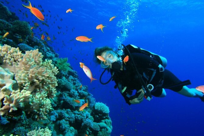 Private Diving Experience in Nusa Dua with Hotel Pick Up - What This Nusa Dua Activity Really Offers