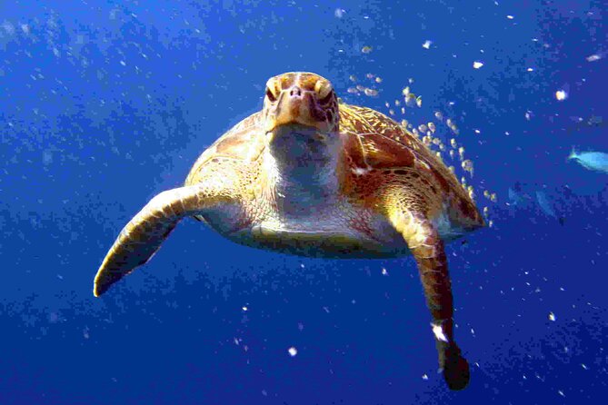 Private diving on shared trip at Racha Noi and Racha Yai from Phuket incl. lunch - Why this Phuket underwater trip works for beginners