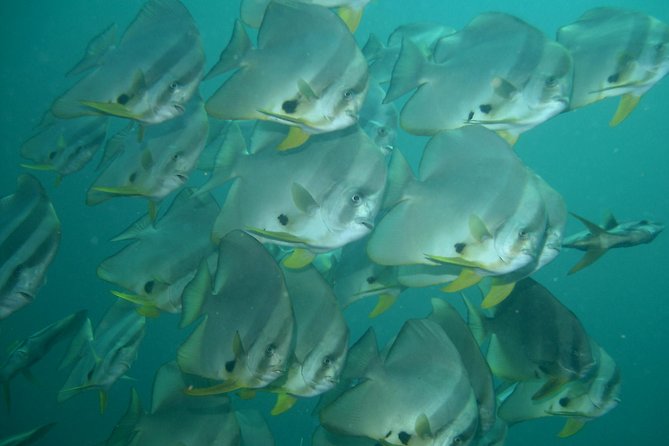 Private diving on shared trip at Racha Noi and Racha Yai from Phuket incl. lunch - Racha Yai and the second island setting