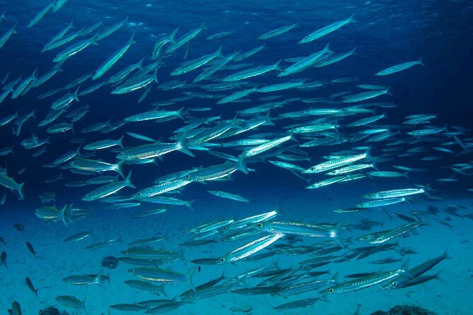 Private diving on shared trip at Racha Noi and Racha Yai from Phuket incl. lunch - Breakfast and lunch on the shared boat