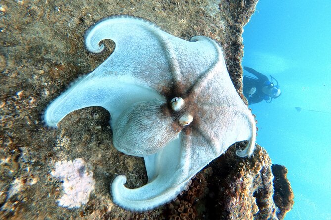 Private First-Time Dive on Aruba’s Reef and Wreck Site - Starting at Mangal Hato Pos Chiquito Beach Park
