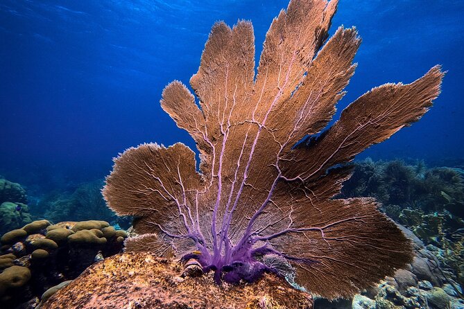 Private First-Time Dive on Aruba’s Reef and Wreck Site - Shallow water practice before the main session