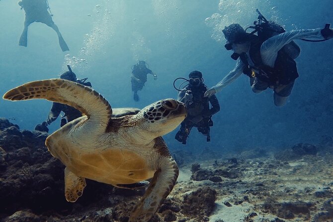 Private First-Time Dive on Aruba’s Reef and Wreck Site - The reef, fish, coral, and shipwreck