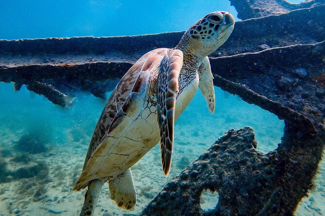 Private First-Time Dive on Aruba’s Reef and Wreck Site - Is $120 per person a fair price?