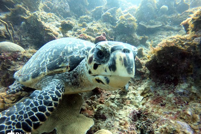 Private Full Day Guided Snorkeling or Diving Charter in St Thomas - Starting at Saga Haven Marina at 8:30