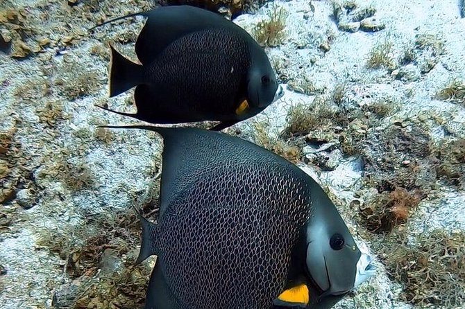 Private Full Day Guided Snorkeling or Diving Charter in St Thomas - The Ledges of Little St. James