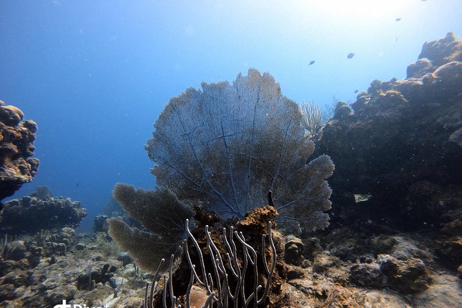 Private Full Day Guided Snorkeling or Diving Charter in St Thomas - Christmas Cove and the best chance for wildlife