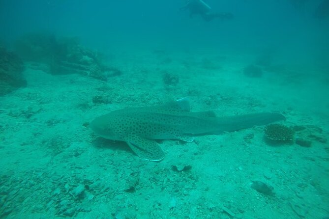 Private Half-Day Scuba Diving with expert (1Dive) - Learning the basics before entering the water