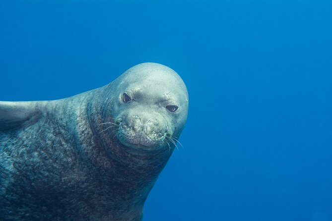 Private Niihau Scuba Charter with 2 or 3 Tank Dive Option - Marine life: big animals, with no guarantees