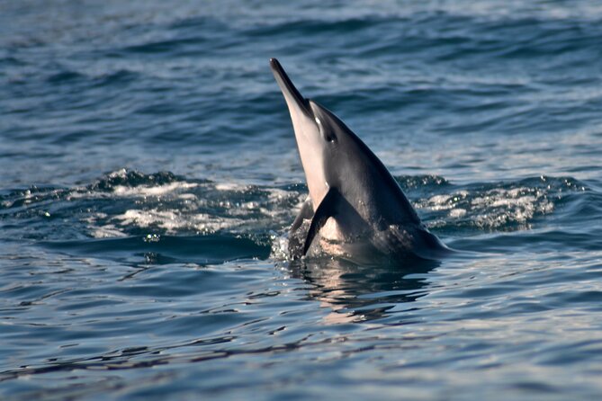 Private Niihau Scuba Charter with 2 or 3 Tank Dive Option - A private charter priced for a full group