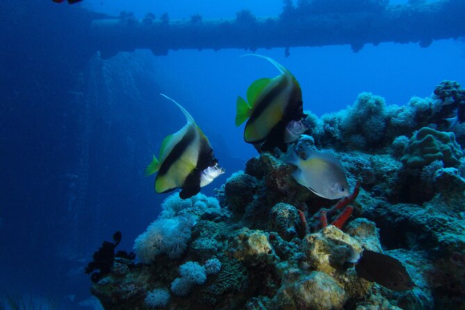 Private Scuba Diving Adventure in the Red Sea of Aqaba - What certified divers can choose around Aqaba