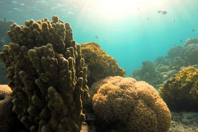 Private Scuba Diving Adventure in the Red Sea of Aqaba - Equipment, fitness, and comfort