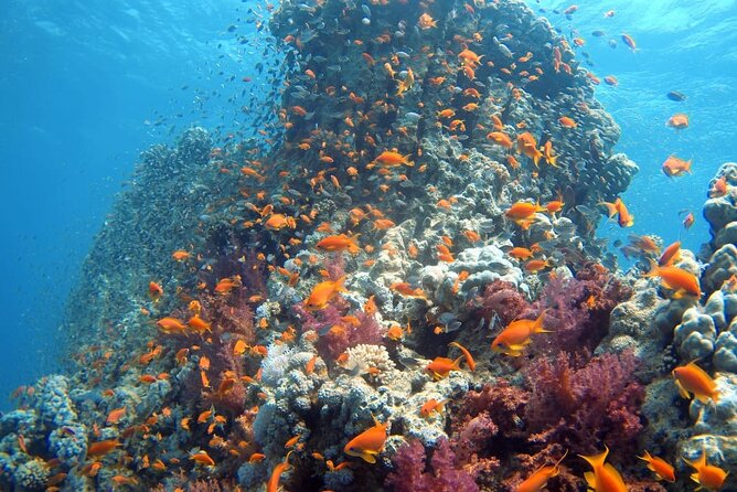 Private Scuba Diving Adventure in the Red Sea of Aqaba - The underwater session: coral, fish, and possible wrecks