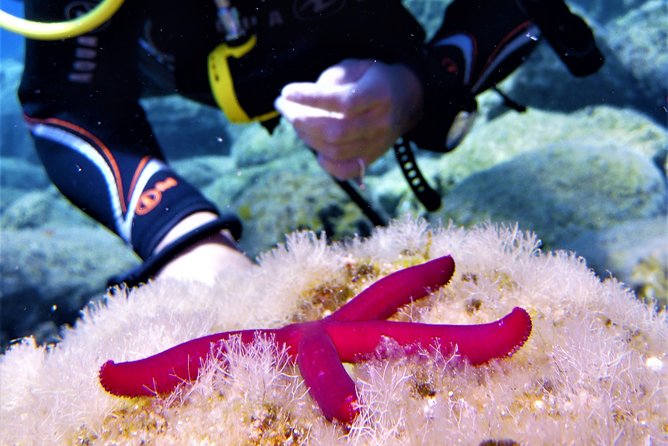 Private Scuba Diving Experience in Mandraki - Why Nisyros Adds More Than Standard Beach Scenery
